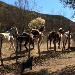 Releasing the horses after our ride.